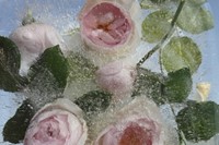 Pink English Roses, 2012