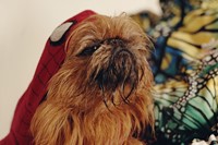 Tolly, 4 years, Brussels Griffon