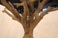 Tree, Ai Weiwei, 2011