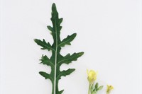 Perennial Wall rocket Diplotaxis tenuifolia