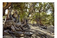 Bristlecone Pine # 0906-3033 (Up to 5,000 years old; White M