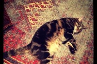 Florence the cat has a Margiela moment