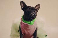 Taxi, 13 months, French Bulldog
