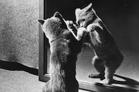 Family Cats by Walter Chandoha