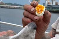 Kuba Ryniewicz, Good Egg, Good Eggs (2024-ongoing)
