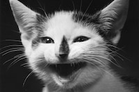 Family Cats by Walter Chandoha