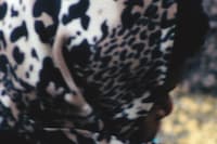 Windows by Gareth McConnell