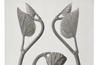 Karl Blossfeldt, Birthwort Shoots of Tendrils