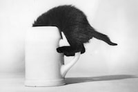 Family Cats by Walter Chandoha