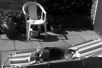 Henry sunbathing