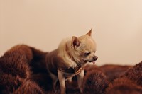 Carlitos, 11 years, Chihuahua