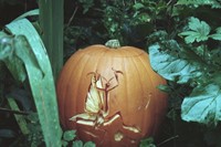 Pumpkin by Rhea Thierstein