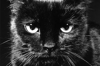 Family Cats by Walter Chandoha