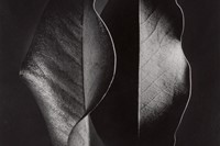 10440 Lot 52 - Ruth Bernhard, &#39;Two Leaves&#39;
