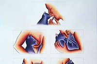 Study No 1 for Caterotica, Judy Chicago, 1999