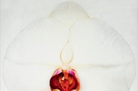 White Orchid Scarf by Marc Quinn