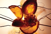 Bal d’Afrique: A Scent in Motion