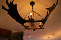 Moose horn chandelier