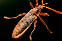 Dykes by Emily Lipson