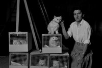 The various &#39;Blofeld&#39; cats used in the production