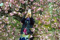 State of Glory by Sybilla Patrizia Tokyo Cherry Blossom