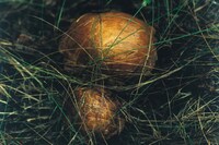 New Nordic: Cuisine, Aesthetics and Place