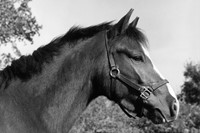 Robert Mapplethorpe, Horse #6, 1982