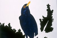 Blackbird, 1998