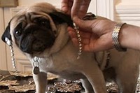 A pug modelling earrings in Valentino and pug in Valentino: 