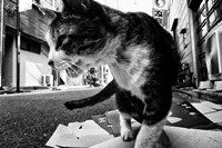 Stray Cats by Daido Moriyama