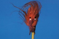 Red Head Pencil, 1991