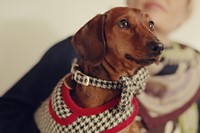 Murpy Gingernut, 3 years 10 months, Sausage Dog