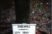 Kate Moss&#39; Star Apple tree at GoldenEye, Jamaica