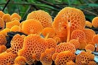 Favolaschia Calocera mushroom