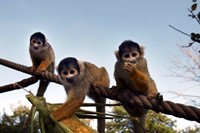 Monkeys at London Zoo