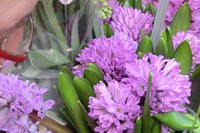 Spring hyacinths as chosen by Robert Beck
