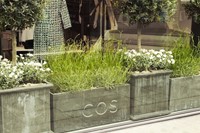 COS x Clifton Nurseries