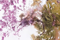 Pirelli Calendar 2026 by S&#248;lve Sundsb&#248;