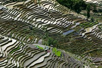 Rice Terraces, Western Yunnan Provin