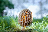 Morchella Esculenta mushroom