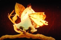 Fashion in Film Festival 2025