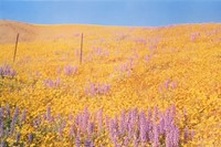Field of flowers, William Eggleston