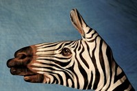 Zebra by Guido Daniele