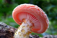 Rhodotus Palmatus mushroom