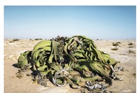 Welwitschia Mirabilis #0707-22411 (2,000 years old; Namib Na