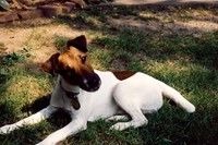 Our first Smooth Fox Terrier John, 1988-2001