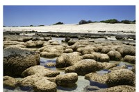 Stromatolites #1211-0512 (2,000-3,000 years old; Carbla Stat