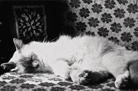 Balthus&#39; cat