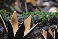 Chorioactis mushroom