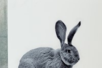 Lily (German Giant Rabbit 1), by Jess Flood-Paddock, 2010